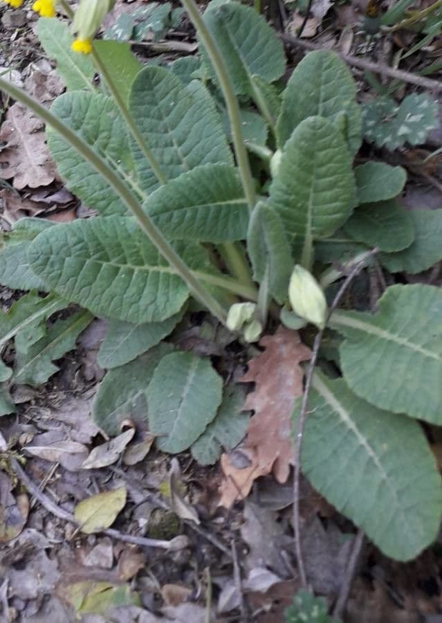 Primavera 20
