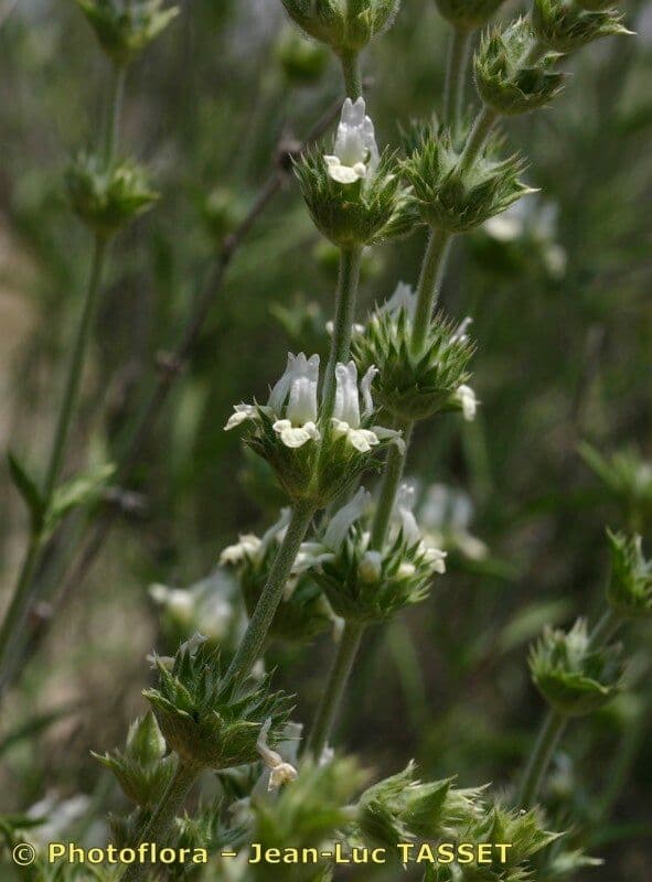 Sideritis leucantha 10