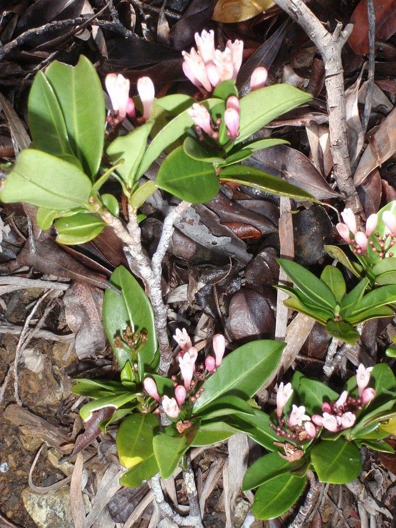 Psicotria