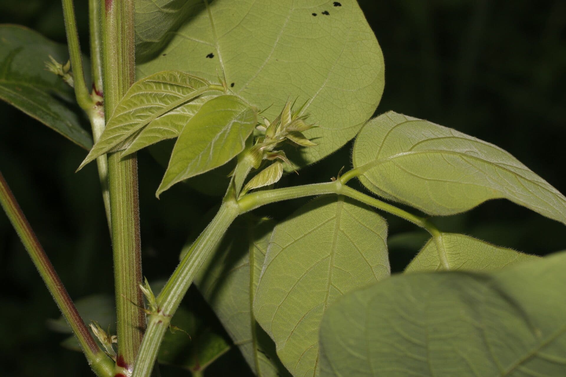 Desmodium distortum 7