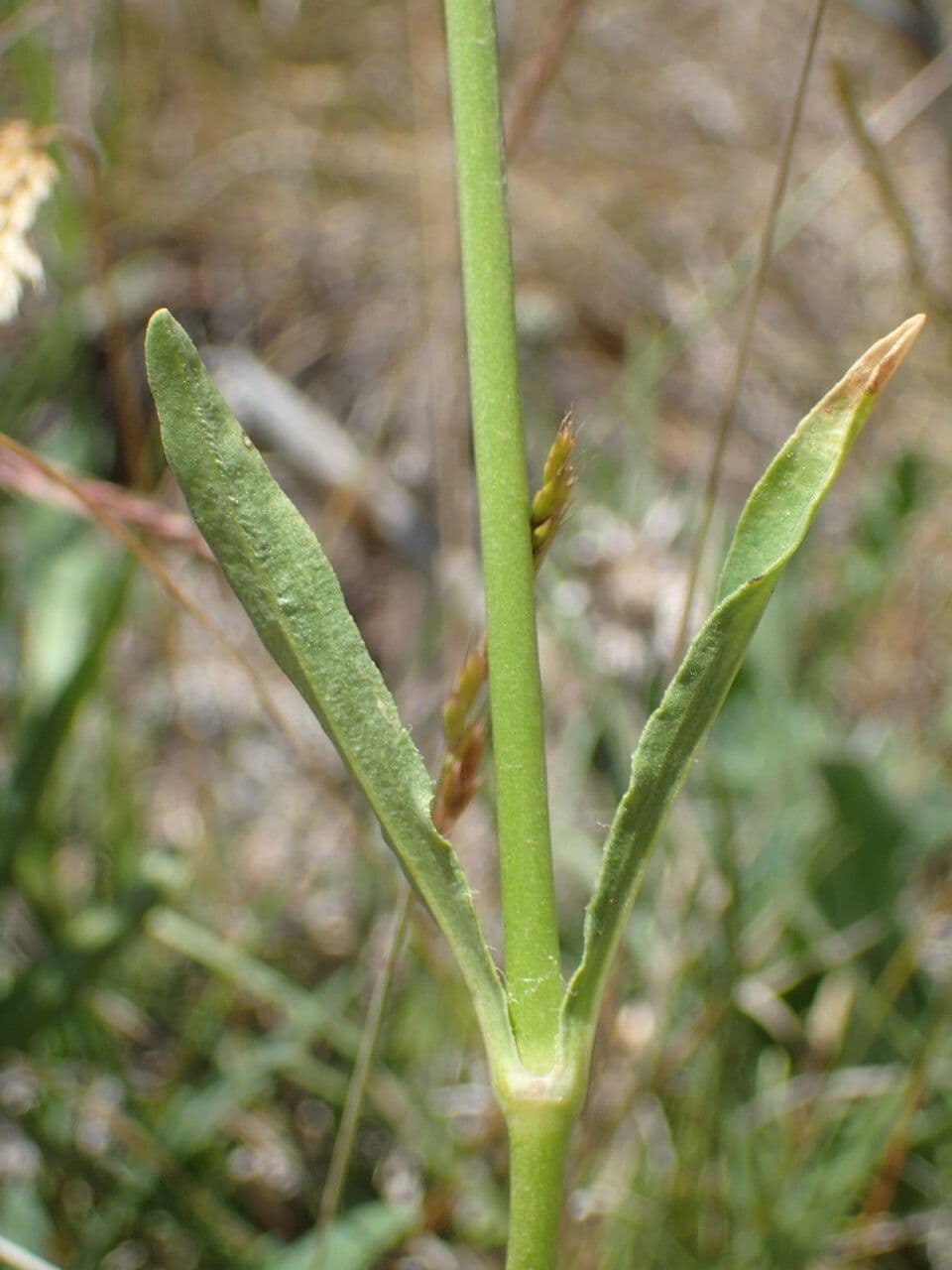 Saponaria bellidifolia 19
