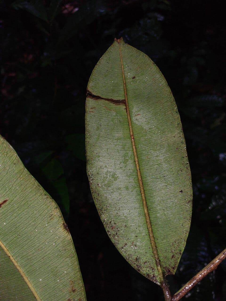 Micropholis 2