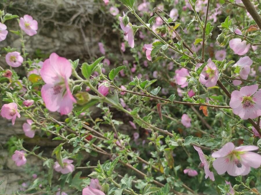 Anisodontea 4