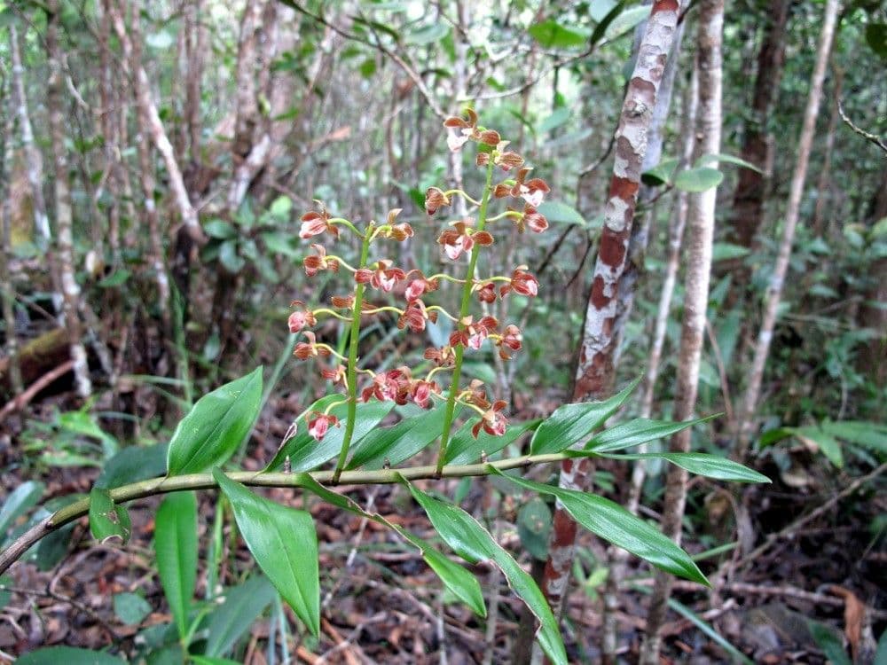 Dendrobium