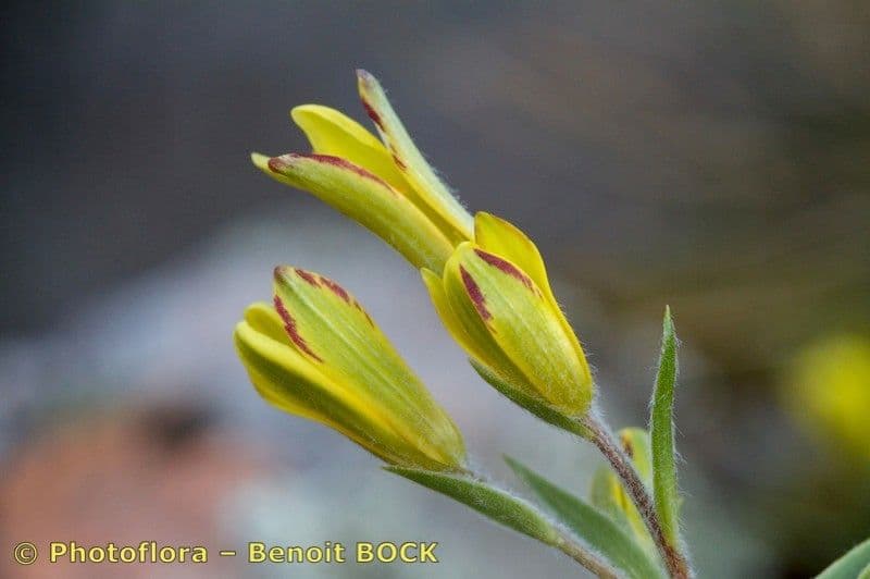 Gagea bohemica