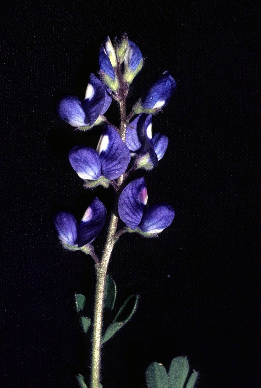 Texas-Blumenkappe