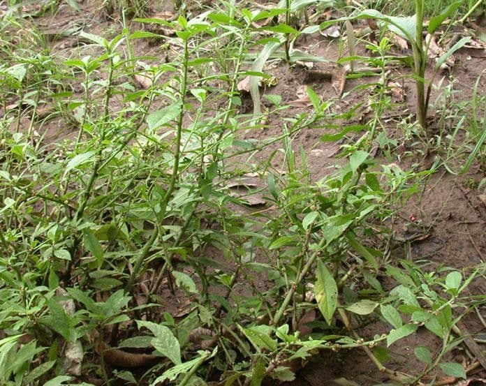 Struchium 9