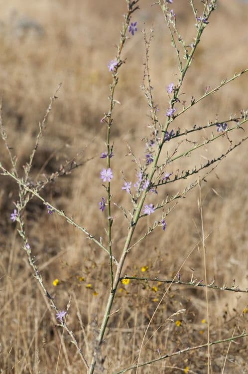 Stephanomeria virgata 10