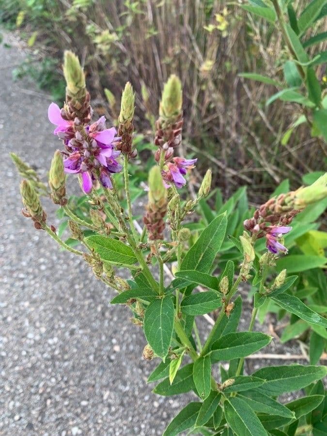 Desmodium canadese 8