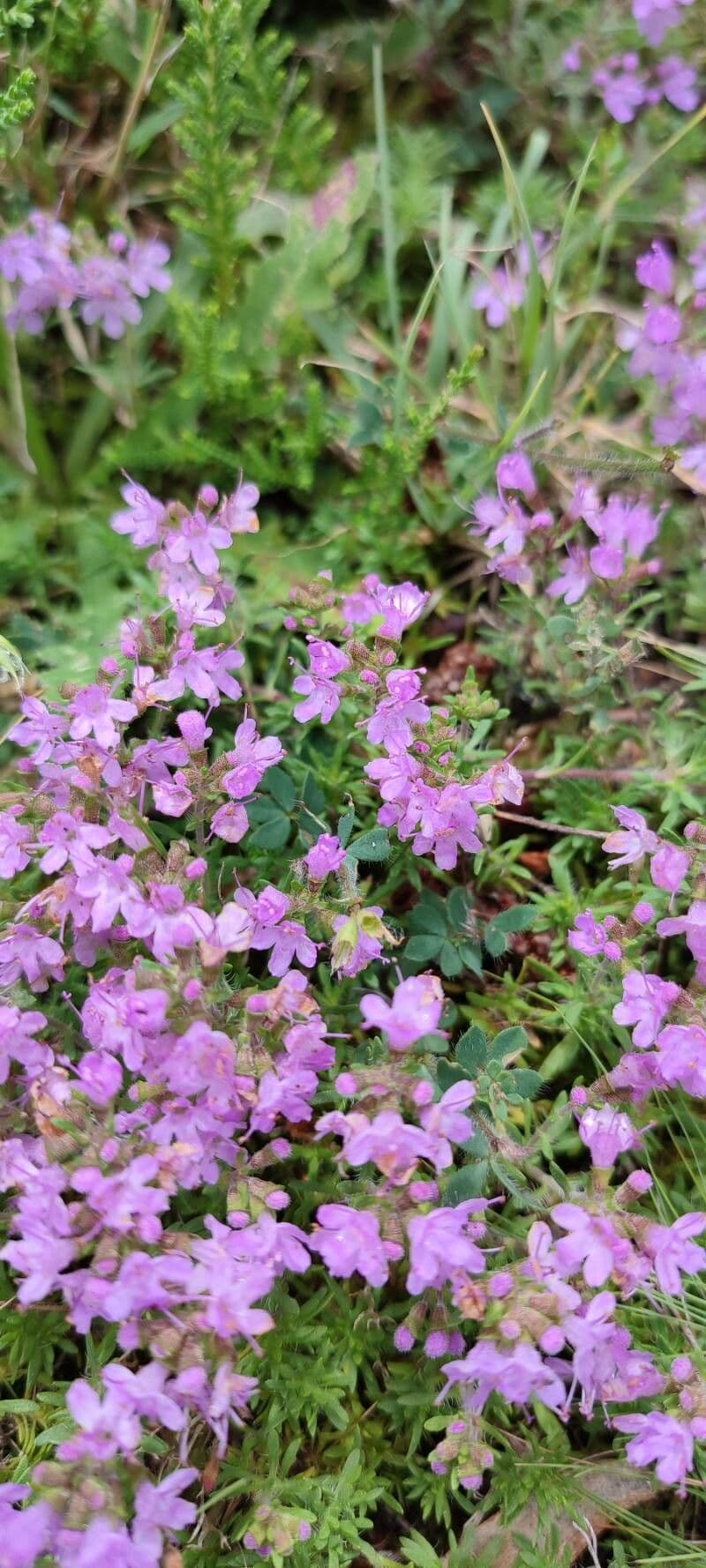 Frühblühender Thymian 26