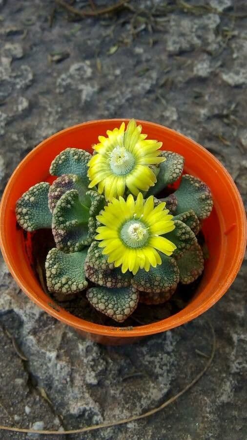 Titanopsis 4