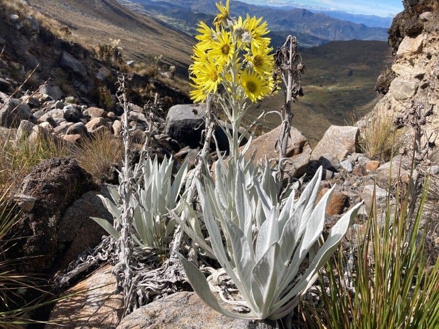 Senecio 13