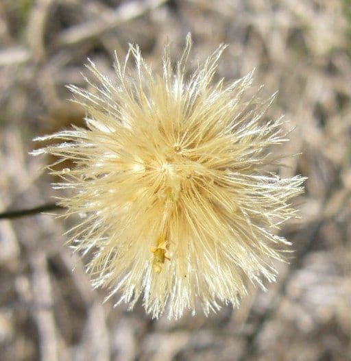 Bebbia juncea 5