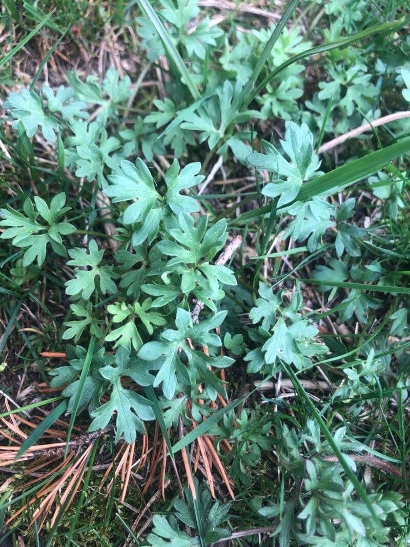 Ranunculus ollissiponensis 11