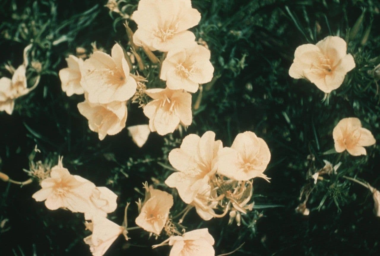 Enagra argillicola 5