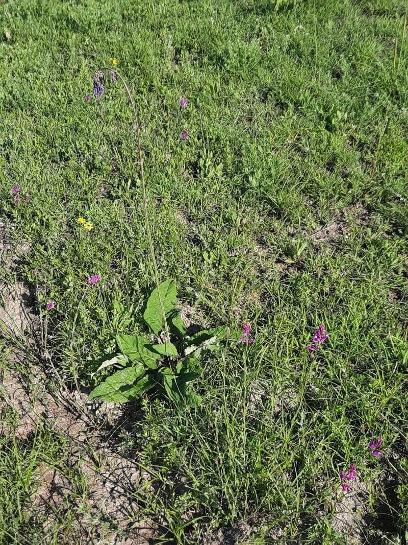 Salvia pendula 10