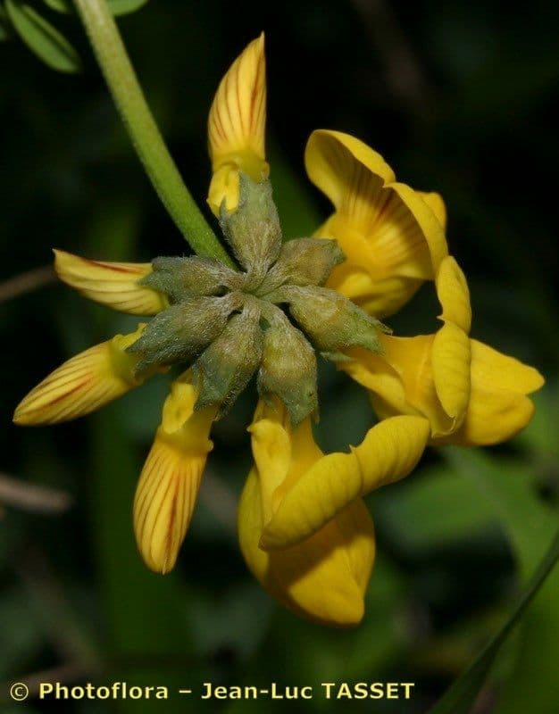 Ipocrepidi 3