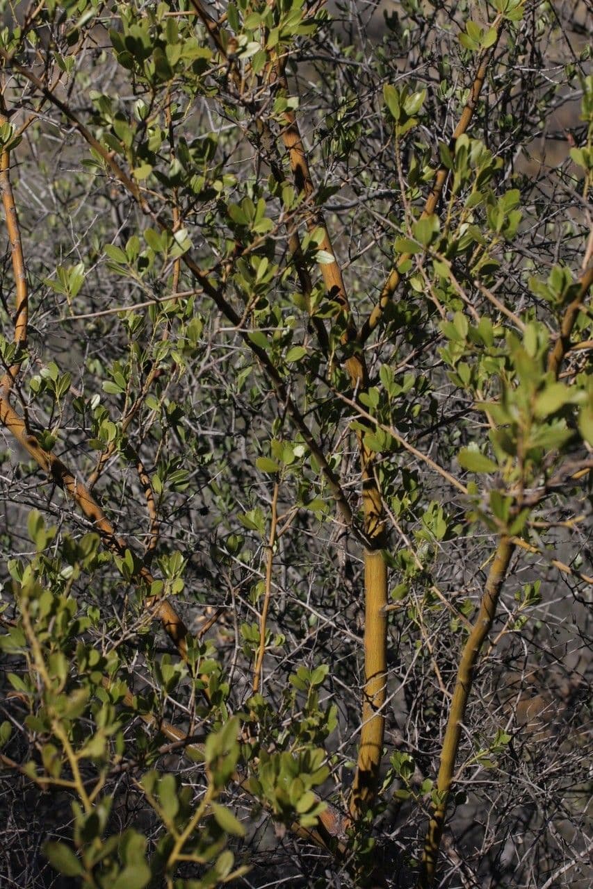 Dorniger Ceanothus 4