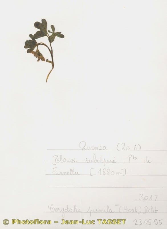 Fumaria pumila 5