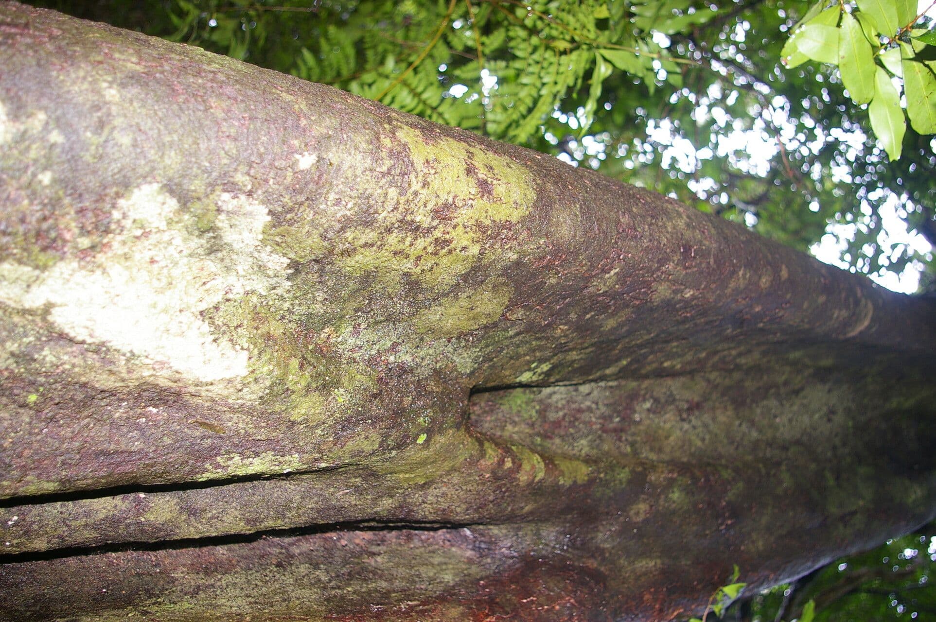 Symplococarpon 6
