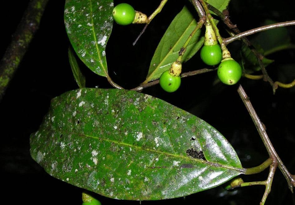 Ocotea leucoxylon 5