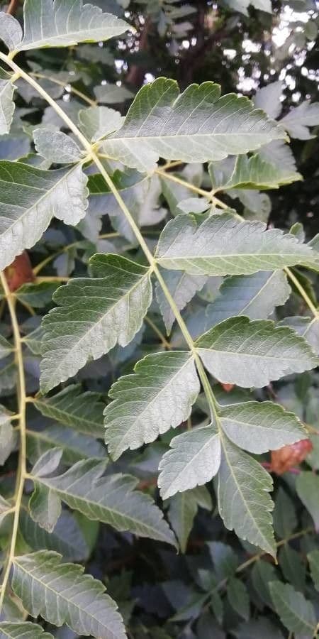 Geldbaum 17