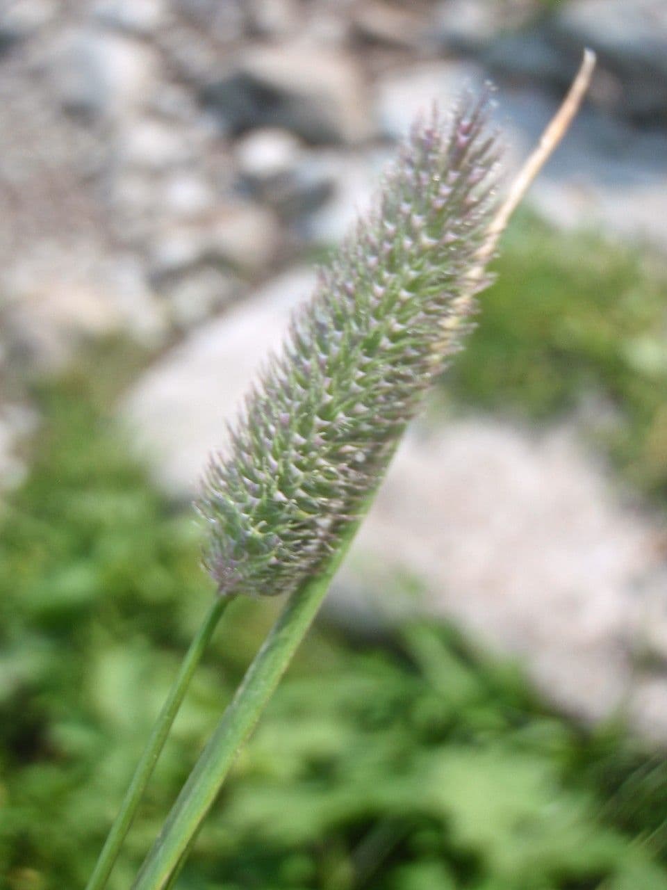 Codolina alpina 6