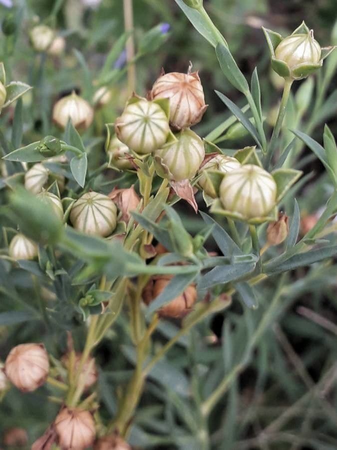 Linseed 4