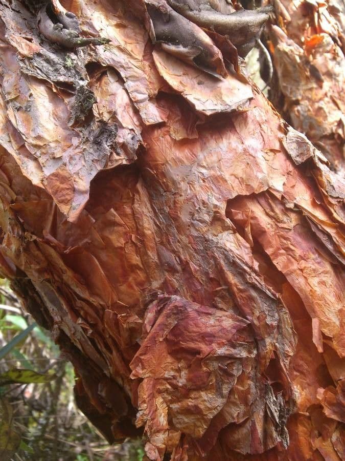 Polylepis 9
