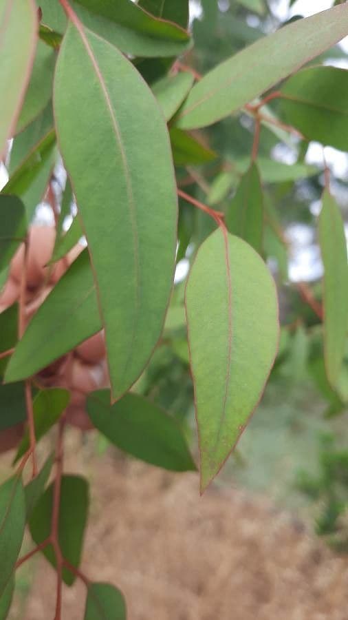 Eucalyptus dalrympleana 4