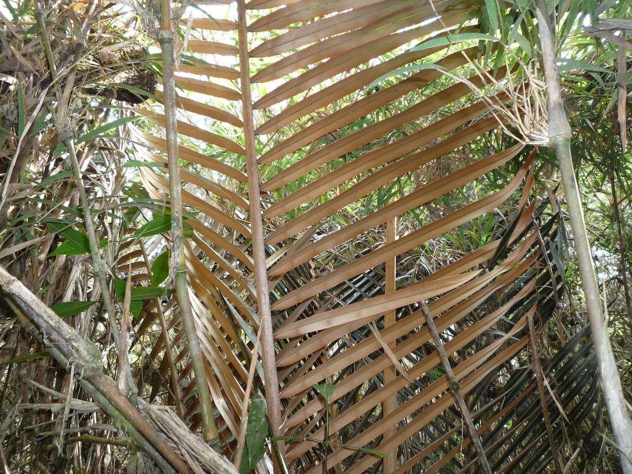 Ceroxylon 9