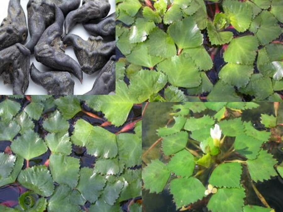 Castagna d'acqua 27