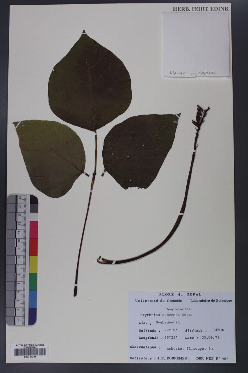 Erythrina