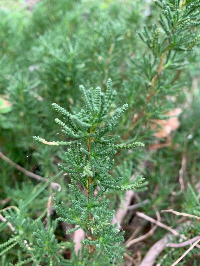 Rosmarinblättriges Santolin 20