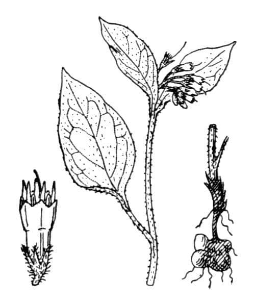 Consoude bulbeuse 23