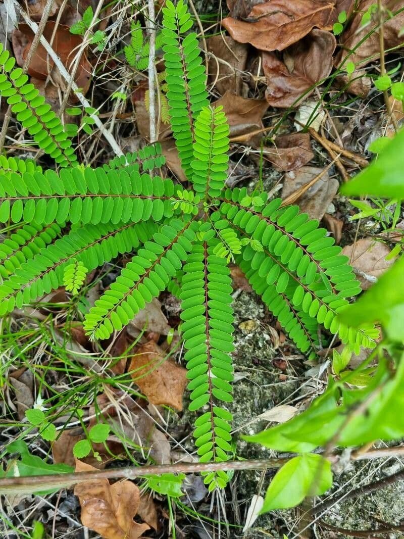 Amorphoides Alvaradoa 14
