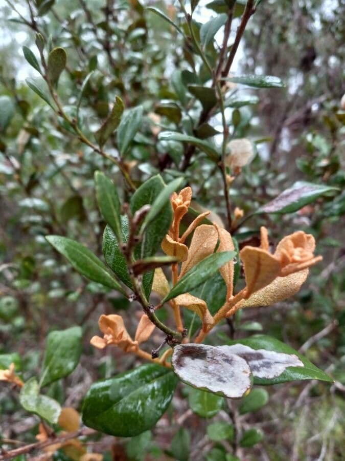 Lyonia rezavá