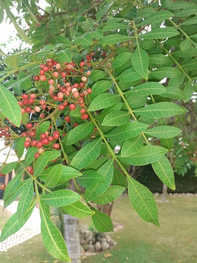 Brazilian peppertree 19