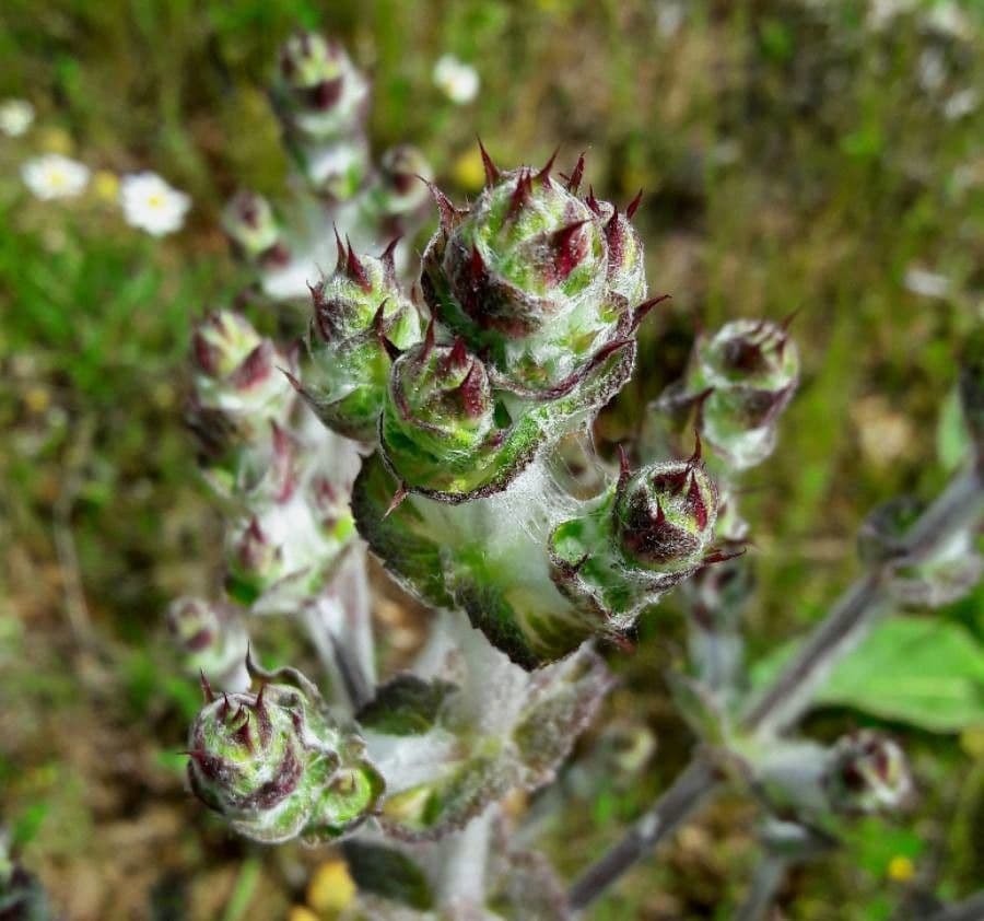 Salvia etiope 8