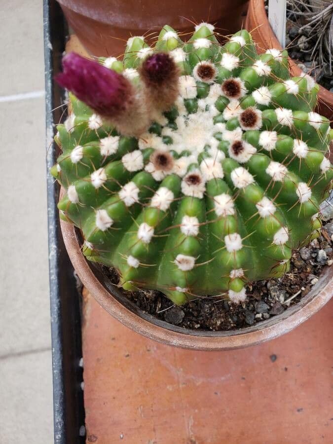 Parodia 6