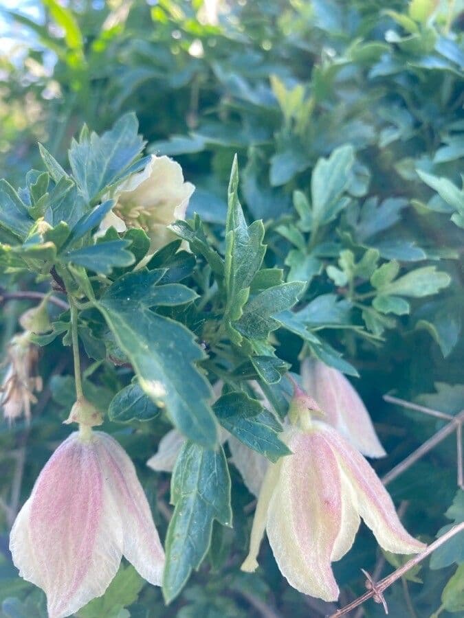 Clematis cirrhosa 17