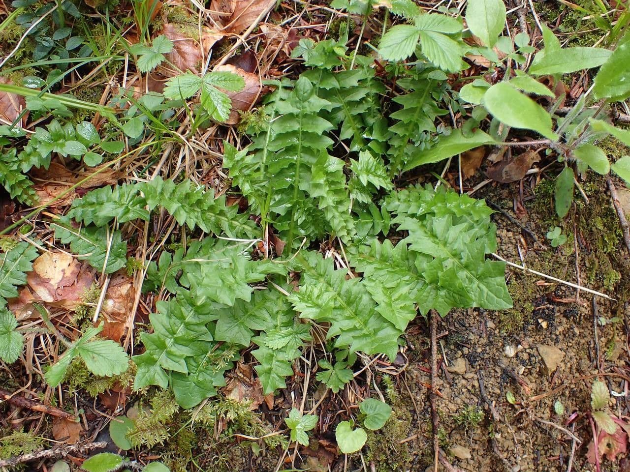 Radicchiello fetido 8