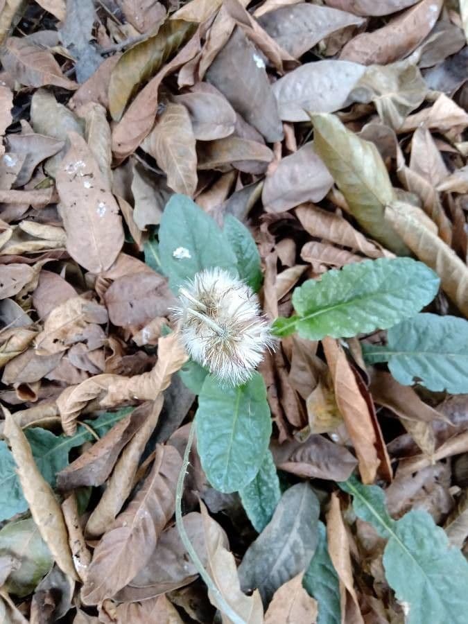 Chaptalia texana 2