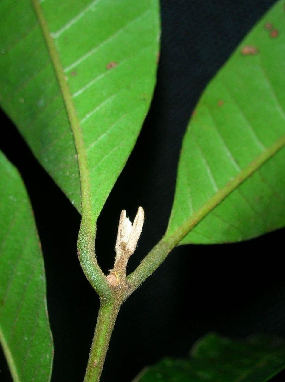 Myrcia 5