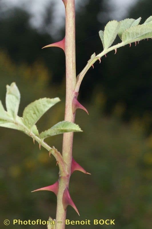Rosa tomentosa 23