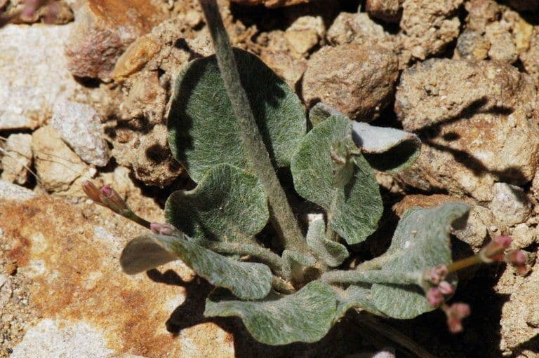 Ruten-Buckwheat 11