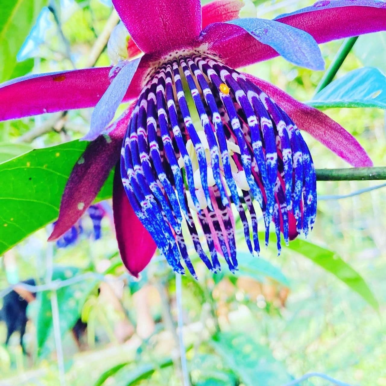 Passiflora ambigua 8