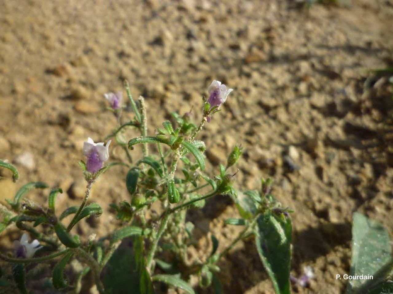 Linaria minore 11