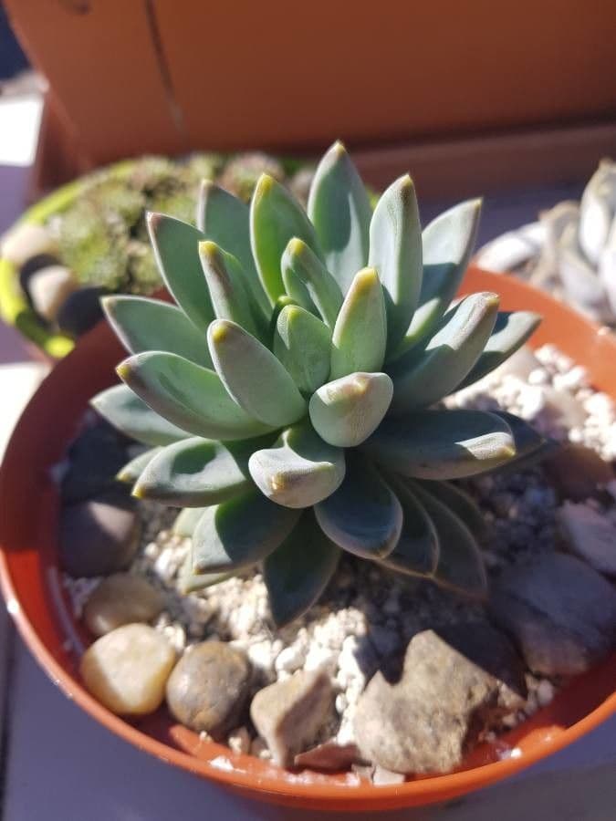 Pachyphytum 7
