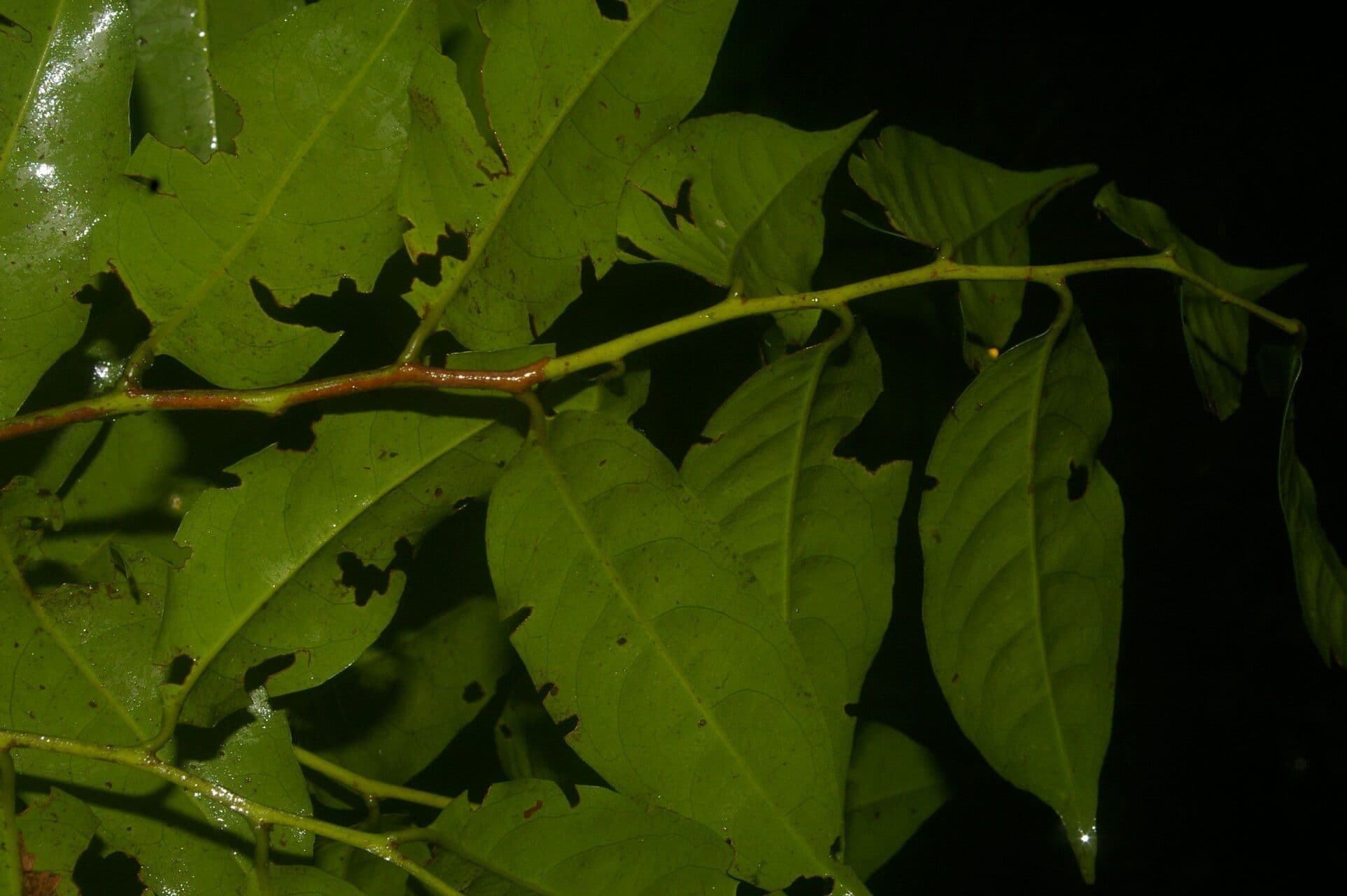 Maytenus